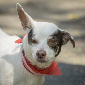 Jack Russell Terrier and Chihuahua Dogs Available for Adoption in Lambertville, New Jersey - Viola | PetCurious
