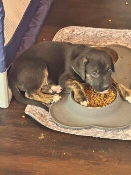 Mixed Breed Dogs Available for Adoption in Mesa, Arizona - John | PetCurious