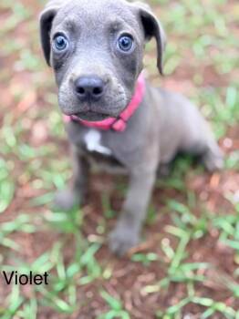 Labrador Retriever and Mixed Breed Dogs Available for Adoption in St. Augustine, Florida - Violet | PetCurious