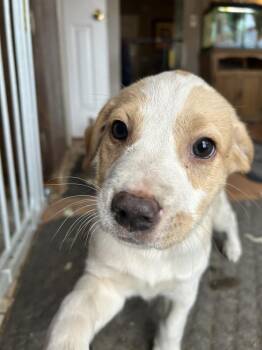 Pit Bull Terrier Dogs Available for Adoption - Joplin | PetCurious