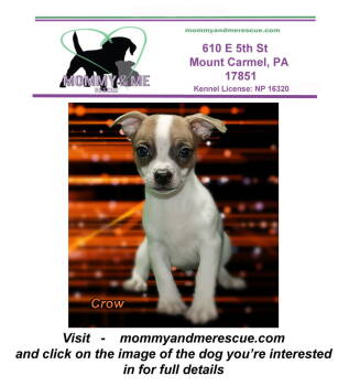 Rescue Jack Russell Terrier and Boston Terrier Dogs for Adoption in Mount Carmel, Pennsylvania - Crow | PetCurious