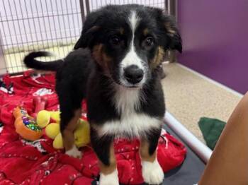 Australian Shepherd Dogs Available for Adoption in Ames, Iowa - TARRAGON | PetCurious