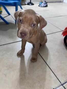 Labrador Retriever Dogs Available for Adoption - Ziggy | PetCurious