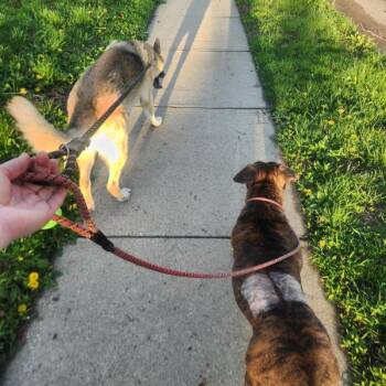 Terrier Dogs Available for Adoption in Des Moines, Iowa - Khadija | PetCurious