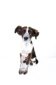 Australian Shepherd Dogs Available for Adoption in Bixby, Oklahoma - Vivian | PetCurious