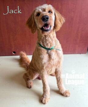 Jack -  Goldendoodle Dog for Adoption in Groveland, Florida - Jack | PetCurious