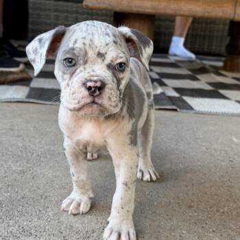 Reagan -  English Bulldog and Mixed Breed Dog for Adoption in Sacramento, California - Reagan | PetCurious