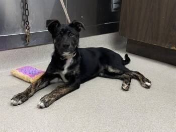 RILEY -  German Shepherd Dog and Mixed Breed Dog for Adoption in Fairbanks, Alaska - RILEY | PetCurious