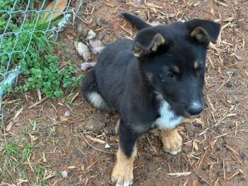 Mya -  German Shepherd Dog Dog for Adoption in Thomasville, Alabama - Mya | PetCurious