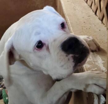 Rescue Boxer Dogs for Adoption in Tucson, Arizona - WHITEY | PetCurious