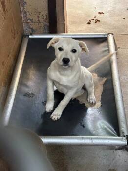 Labrador Retriever Dogs Available for Adoption in Swainsboro, Georgia - Della | PetCurious