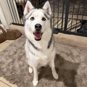 Aurora -  Siberian Husky Dog for Adoption in Spring City, Pennsylvania - Aurora | PetCurious