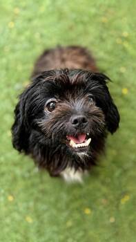Little Baby -  Shih Tzu and Poodle Dog for Adoption in Pompano Beach, Florida - Little Baby | PetCurious