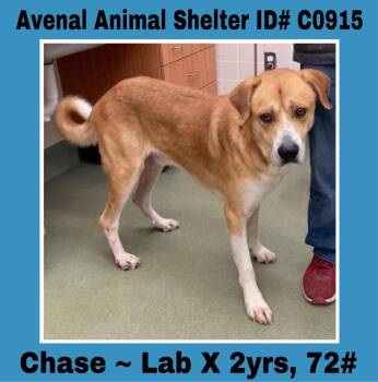 Rescue Labrador Retriever Dogs for Adoption in Avenal, California - Chase | PetCurious