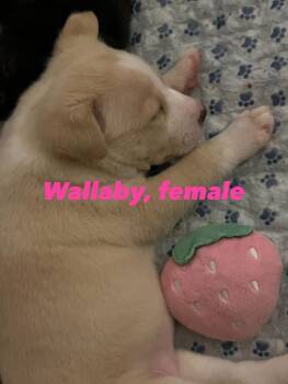 Pit Bull Terrier Dogs Available for Adoption - Wallaby | PetCurious