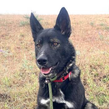 Roscoe -  Shepherd and Mixed Breed Dog for Adoption in Tonasket, Washington - Roscoe | PetCurious