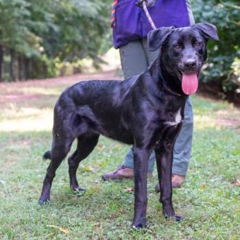 Rattlebee -  Mixed Breed Dog for Adoption in Chamblee, Georgia - Rattlebee | PetCurious