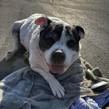 Rescue Mixed Breed Dogs for Adoption in Georgetown, Texas - Flash | PetCurious