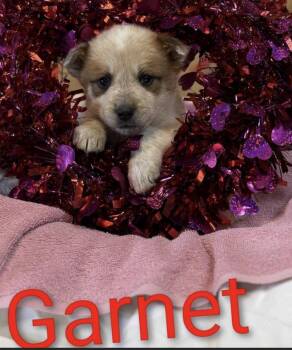 Australian Cattle Dog Blue Heeler and Mixed Breed Dogs Available for Adoption - Garnet | PetCurious