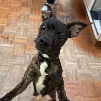 Rico -  Chihuahua and Mixed Breed Dog for Adoption in Goleta, California - Rico | PetCurious