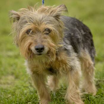 Donna -  Silky Terrier Dog Available for Adoption in Lambertville, New Jersey - Donna | PetCurious