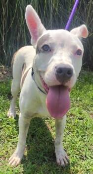 Kappa -  Mixed Breed Dog for Adoption in Savannah, Georgia - Kappa | PetCurious