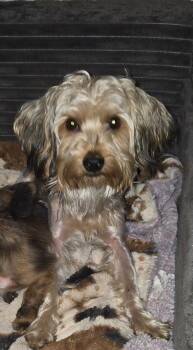 Yorkshire Terrier Dogs Available for Adoption in Mobile, Alabama - Taco.  (Sweet With A Little Sass) | PetCurious