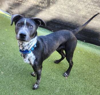 Australian Kelpie and Labrador Retriever Dogs Available for Adoption - MOJO | PetCurious