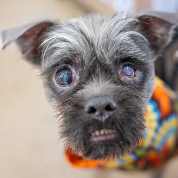 Rescue Shih Tzu Dogs for Adoption in Mundelein, Illinois - Lil Man | PetCurious