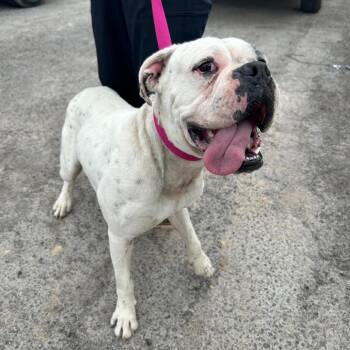American Bulldog and Boxer Dogs Available for Adoption in Austin, Texas - Cashmere | PetCurious