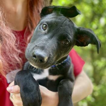 Prince -  American Staffordshire Terrier and Chocolate Labrador Retriever Dog for Adoption in Fayetteville, Georgia - Prince | PetCurious