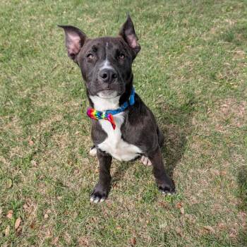 Circles -  Pit Bull Terrier and American Staffordshire Terrier Dog for Adoption in Austin, Texas - Circles | PetCurious