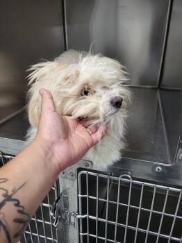 Pen 220 Fuzzyball -  Shih Tzu Dog for Adoption in Lawrenceville, Georgia - Pen 220 Fuzzyball | PetCurious