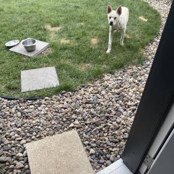 Jamie -  Mixed Breed Dog for Adoption in Buffalo, Minnesota - Jamie | PetCurious