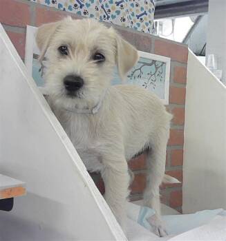 Schnauzer and Mixed Breed Dogs Available for Adoption in Houston, Texas - A2069021 | PetCurious