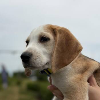 Hound Dogs Available for Adoption in Chesapeake, Virginia - Hawthorne | PetCurious