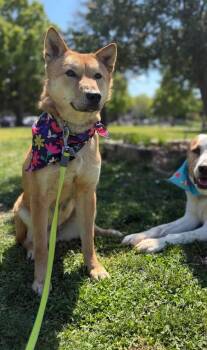 Jindo Dogs Available for Adoption in New York, New York - Ultra | PetCurious