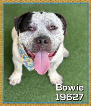BOWIE (also see JAGGER) -  American Bulldog and American Bully Dog for Adoption in Marietta, Georgia - BOWIE (also See JAGGER) | PetCurious