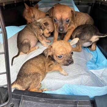 Trek -  Chihuahua and Miniature Dachshund Dog for Adoption in Oceanside, California - Trek | PetCurious