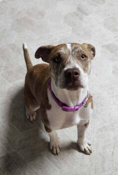 Colby Jack -  Labrador Retriever Dog for Adoption in Colorado Springs, Colorado - Colby Jack | PetCurious