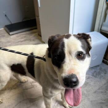 Mixed Breed Dogs Available for Adoption in Summerlee, West Virginia - Wishbone | PetCurious