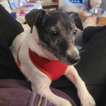 Agatha -  Rat Terrier Dog for Adoption in Rochester, Minnesota - Agatha | PetCurious