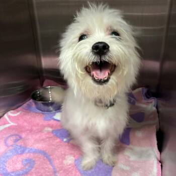 Tyson -  Terrier Dog for Adoption in Oak Park, Illinois - Tyson | PetCurious