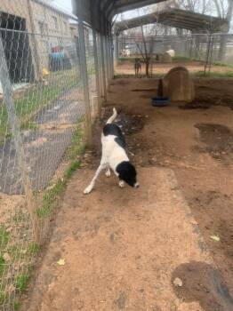Mixed Breed and Border Collie Dogs Available for Adoption - Smokey | PetCurious