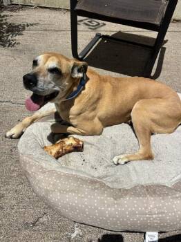 ZIPPER -  Rhodesian Ridgeback and Mixed Breed Dog for Adoption in Colorado Springs, Colorado - ZIPPER | PetCurious