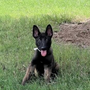 Curtis -  Belgian Shepherd Malinois Dog for Adoption in Griffin, Georgia - Curtis | PetCurious