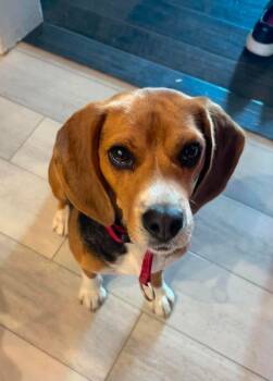 Cinnamon -  Beagle and Mixed Breed Dog Available for Adoption in Winnipeg, Manitoba - Cinnamon | PetCurious