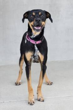 Ralph -  Mixed Breed Dog for Adoption in Longmont, Colorado - Ralph | PetCurious