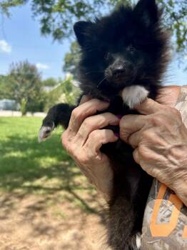 Pearl -  Pomeranian Dog for Adoption in Hartwell, Georgia - Pearl | PetCurious