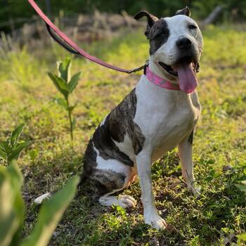 Rescue Pit Bull Terrier Dogs for Adoption - Nana | PetCurious
